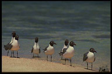 Category of Birds Vocabulary Image 