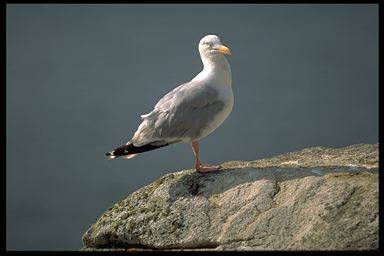 Category of Birds Vocabulary Image 