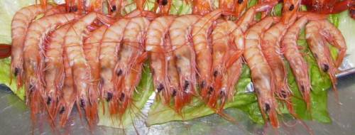 Category of Shellfish Vocabulary Image 