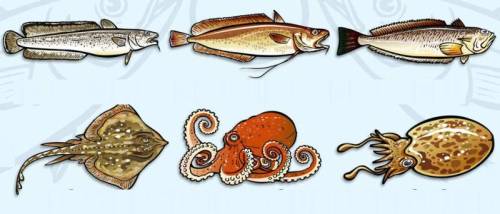 Category of Fish Vocabulary Image 